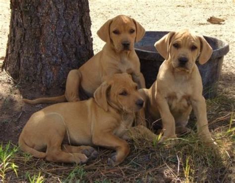 Mountain cur puppies - Female Mountain Curs are known to have a litter of three to eight puppies, but some breeds can produce more than eight. A veterinarian will do an ultrasound to determine how many puppies a female Mountain Cur is carrying. The Mountain Cur dog breed is suited to outdoor living, but their coat, skin, and heart …